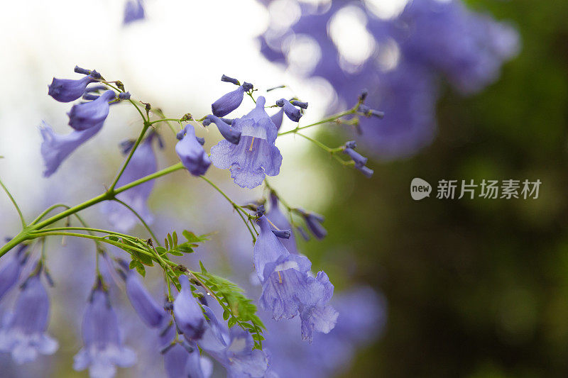 美丽的紫色蓝花楹树/花